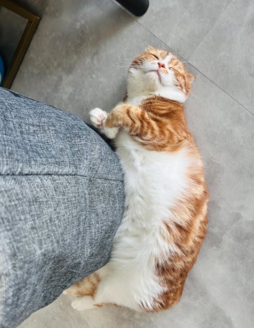 所英男「猫の日」に猫ちゃんを投稿