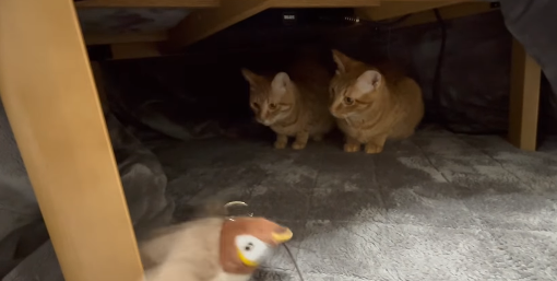 バレーボール元日本代表・佐野優子、猫たちの“おもちゃ判定”に苦戦！