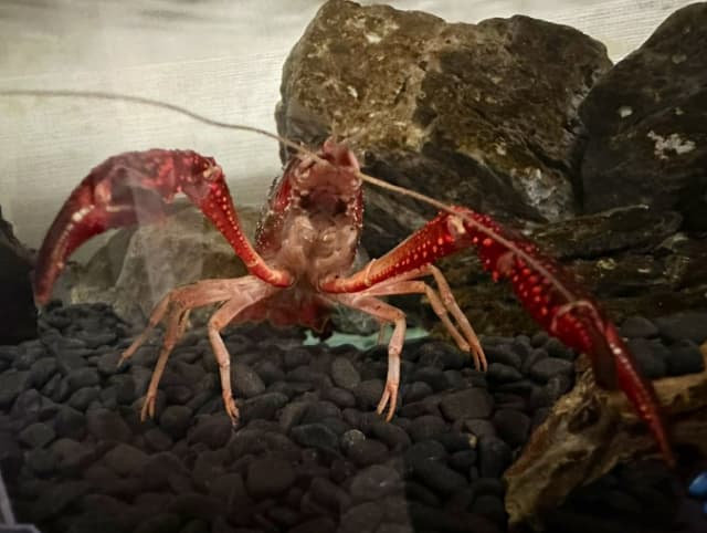 「あの動画の？」東海オンエア・虫眼鏡が”かっこええ”ザリガニ写真を投稿！昔の企画の生き残りかと話題に