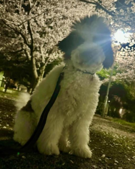 女子プロゴルファー・稲見萌寧、愛犬スパイクとの時間に癒されつつ奮闘中