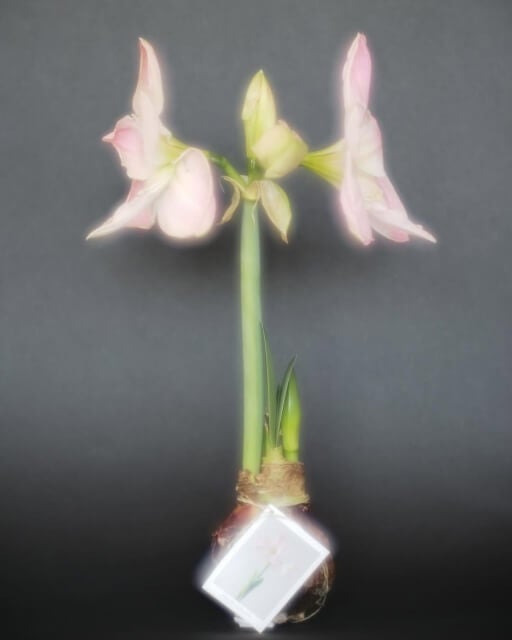 井浦新の想い、映画を持って再び東北へ。スクリーンを通して伝えたい“あの日”と“これから”