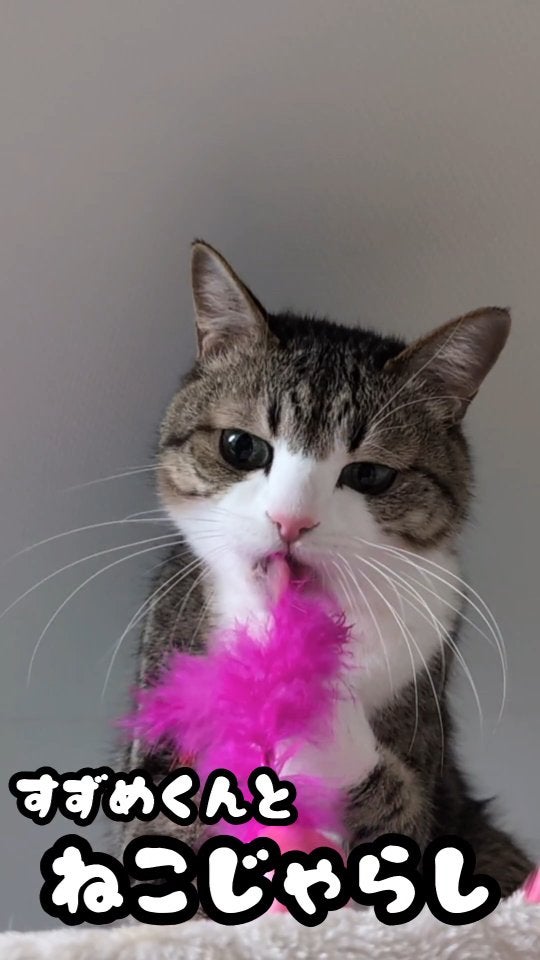 「いくつになっても猫じゃらし好き」すずめくんの遊ぶ姿が可愛いと話題