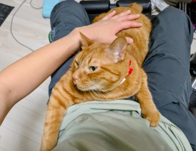 「乗ってきてしがみつかれる」松丸亮吾の愛猫はさみしがりや？松丸をつかんで離さない