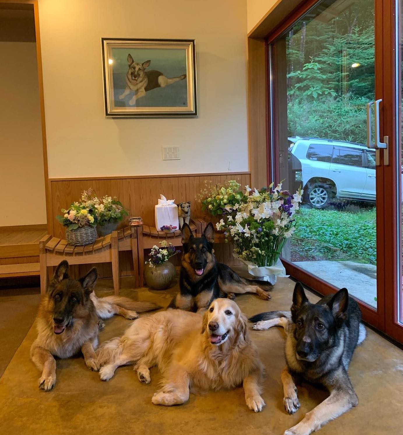 「これが最後かもしれない」石田ゆり子さんが愛犬たちと死を悼む。