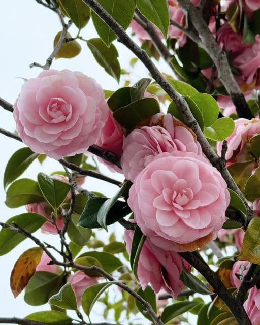 峯岸みなみ、友人と同じものを撮影するも全く違った仕上がりに…？！ファンからは「笑った」の声！