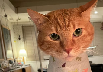 石田ゆり子の“ハニオ日記”が尊すぎる！「こころにすきまかぜ」投稿にファン悶絶！