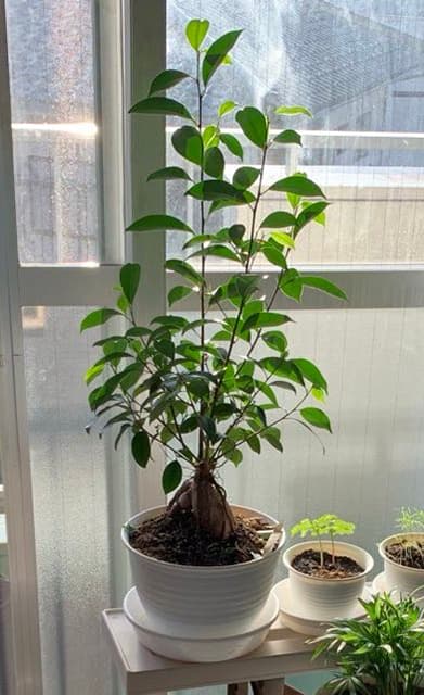 漫画家・村田らむ「めちゃくちゃ大きくなった」ガジュマルの成長を過去と現在の写真で報告！