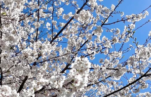 松村未央アナが娘の入学式を報告！“ピカピカの1年生”に祝福の声相次ぐ！