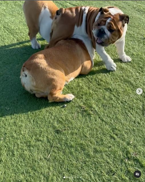 ファンほっこり 北斗晶が愛犬の戯れる動画を投稿