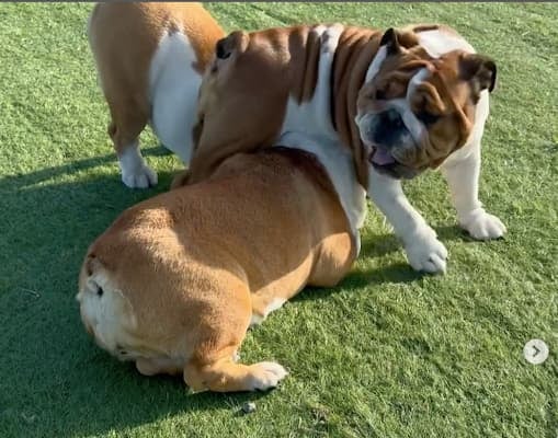 ファンほっこり 北斗晶が愛犬の戯れる動画を投稿