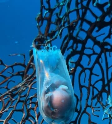 「無事に生まれますように！」卵の中で動くサメの赤ちゃんの姿を水族館が公開！