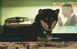 比嘉愛未、犬と音楽に癒されるバータイムを満喫！ファンもほっこり