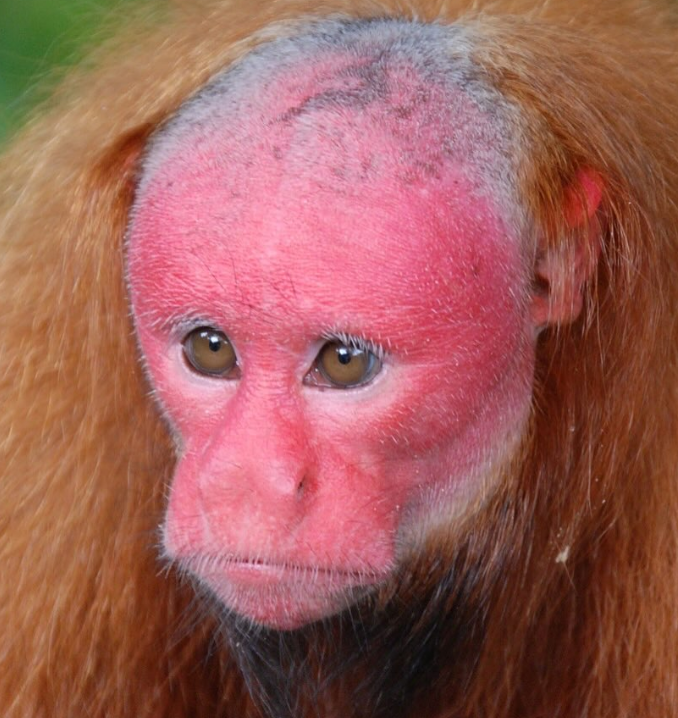 「いや、似すぎでしょ！」片岡鶴太郎が“自分そっくり”と話題の猿を紹介しファン爆笑