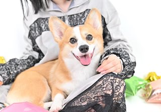 「宣材写真だw」超人気女性YouTuber 愛犬をSNSに投稿しファン驚愕 可愛すぎると話題に
