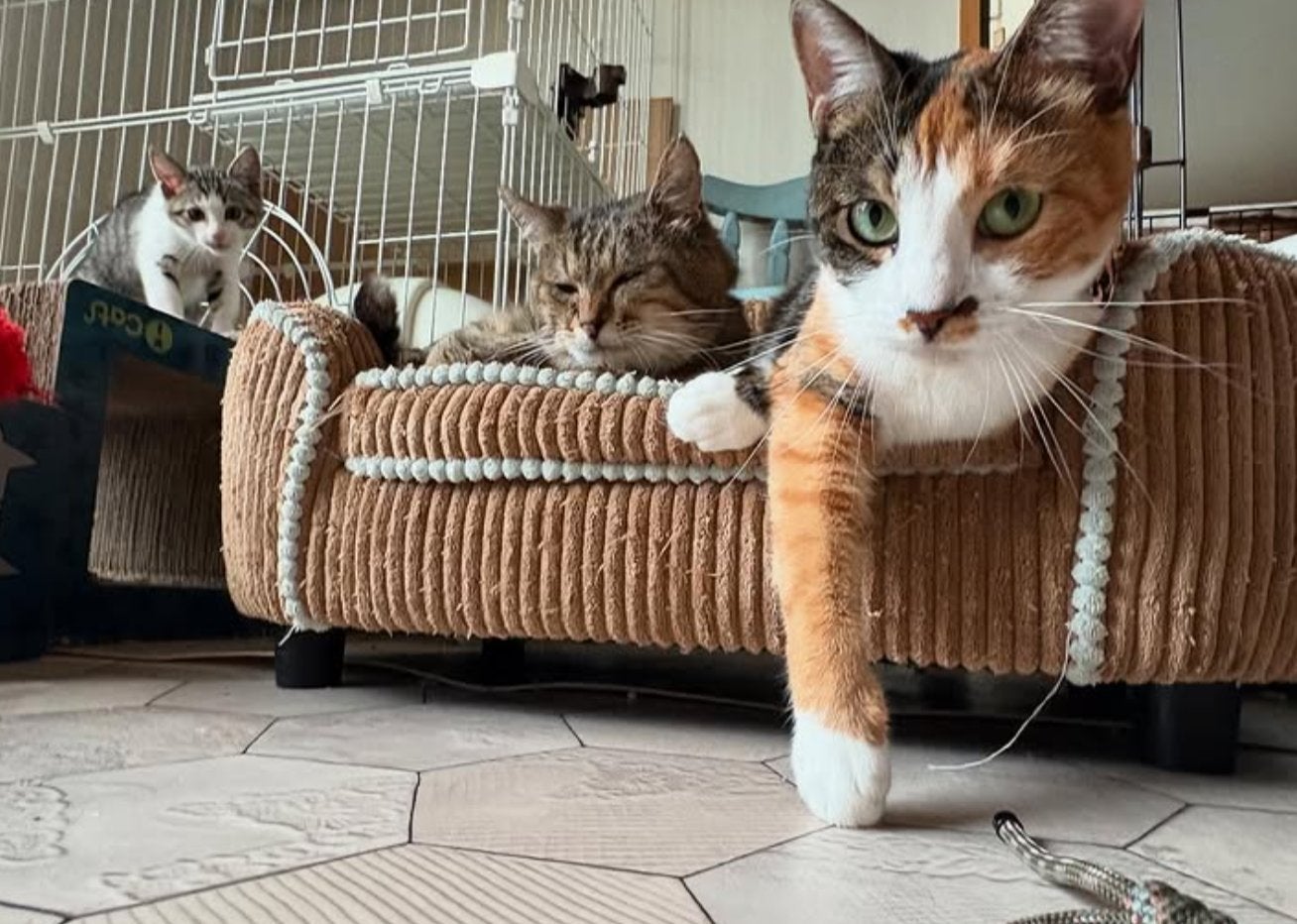 「家族募集中」女優・小野真弓、保護動物たちとの“日常”を温かく紹介