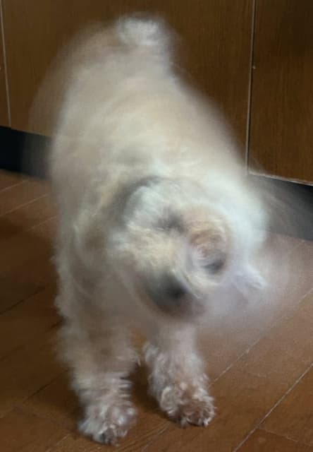 これが犬ドリルの残像か！元乃木坂・鈴木絢音 愛犬にメロメロ！