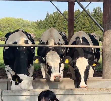 「ニッコニコで癒しパワー満載ですね」志田未来、牛とともに撮影した動画にファンからコメント続々