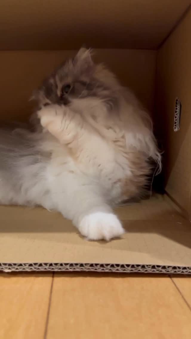 「セクシーすぎてたまらない！」中川剛、愛猫の毛繕いムービーが話題