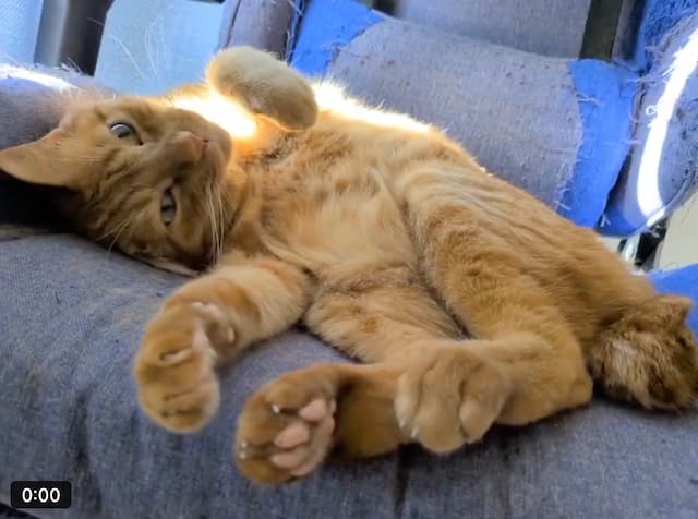 松丸亮吾が愛猫リドの動画をアップ。「招き猫の動きされてる」