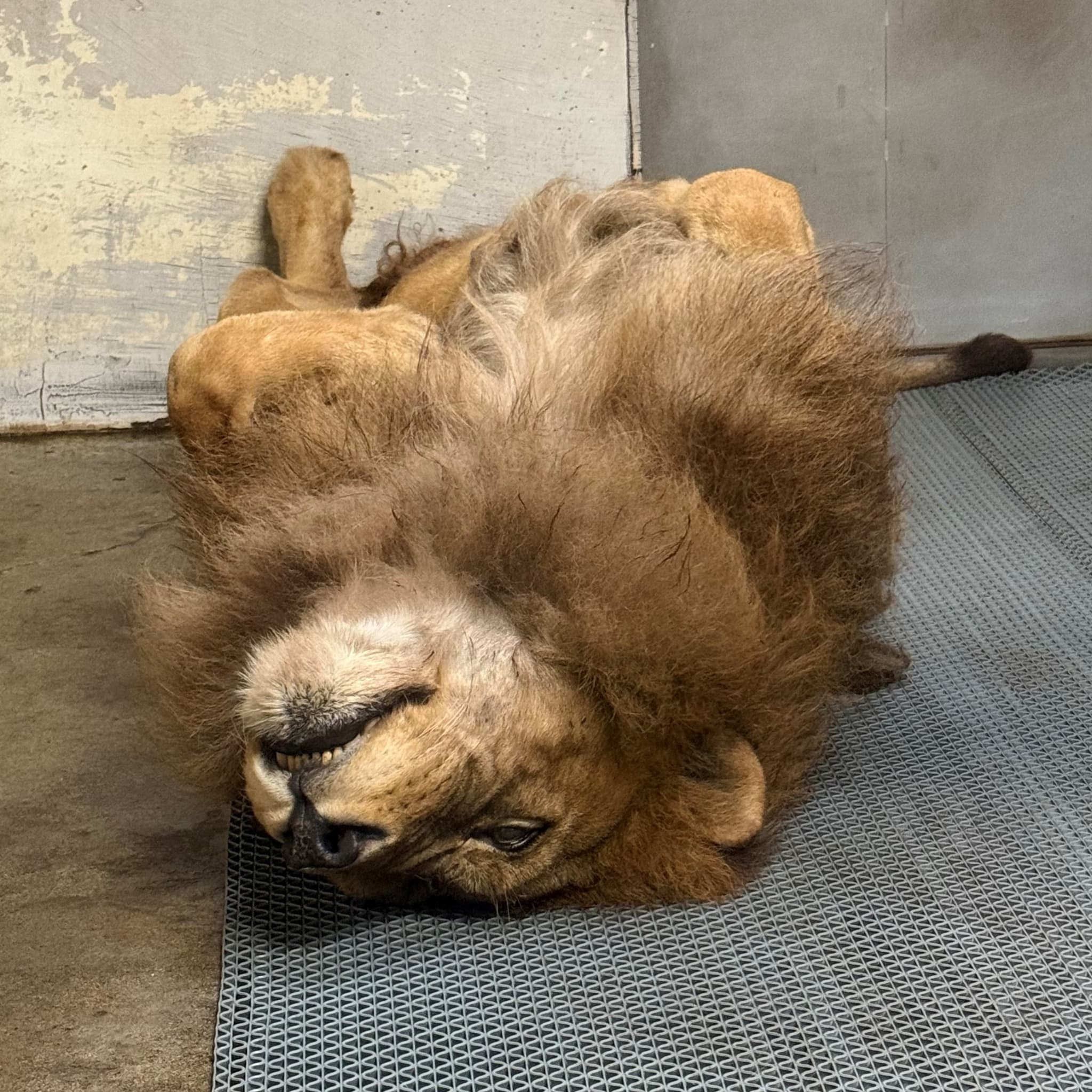 “へそ天”する百獣の王。腹いっぱいで無防備すぎるライオンが話題