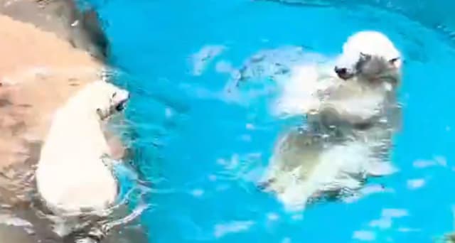 ズーラシアのホッキョクグマ母子にほっこり。イッちゃんの愛情あふれる（？）スパルタ教育が話題に