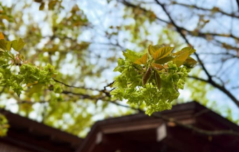 川越氷川神社に咲く“気品漂う黄緑の桜”御衣黄とは？今しか見られない春の絶景が話題