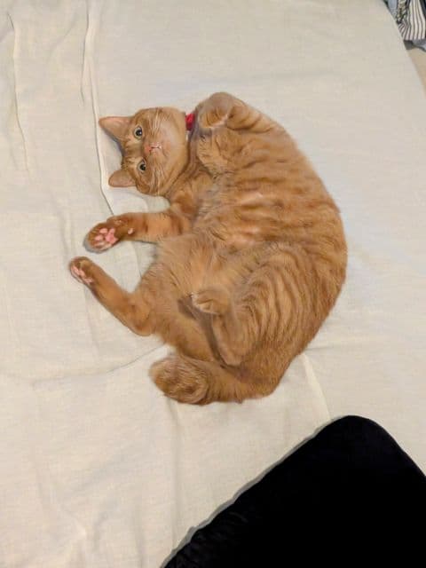 「必死なリドくん」松丸亮吾が愛らしい愛猫の様子をシェア