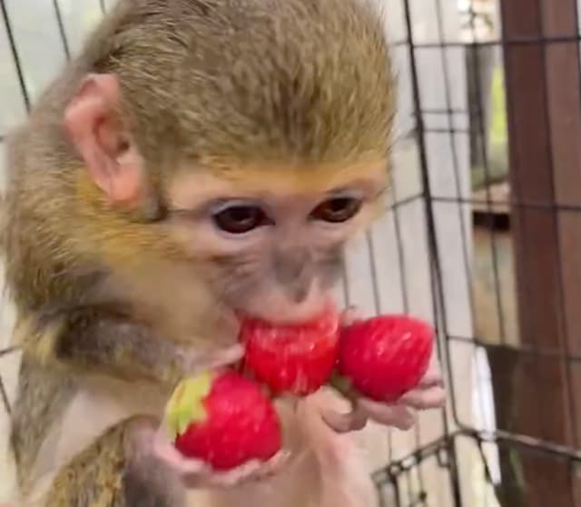 「両手にイチゴ！」草津熱帯圏、くるみおばあちゃんの食欲にほっこり