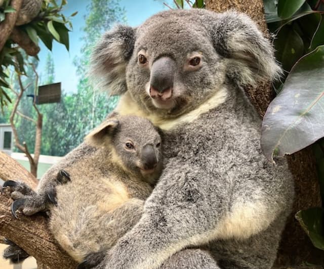 「つくし」と「ピース」が子育て奮闘中　平川動物公園のコアラ母子に癒される声続々