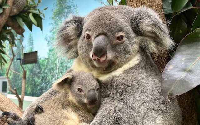 「つくし」と「ピース」が子育て奮闘中　平川動物公園のコアラ母子に癒される声続々