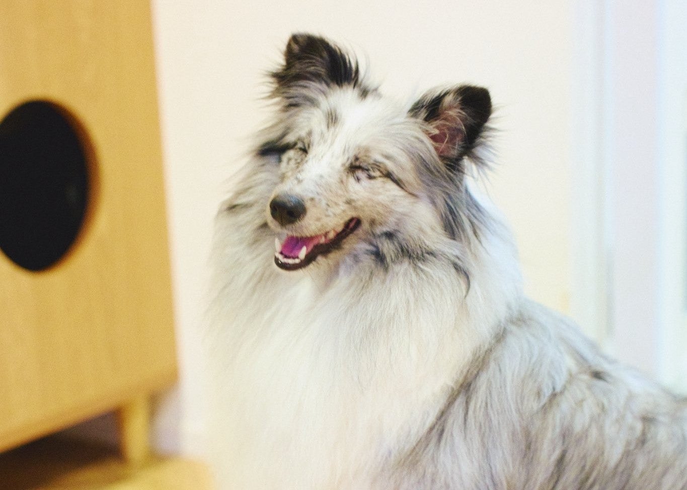 かが屋・加賀翔、どんぐりさん家の“ぽぬのせき”にメロメロ　流し目ショットに「愛嬌のかたまり」