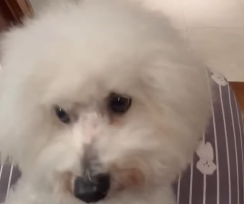 槙野智章、愛犬ぱんちゃんの“幼稚園リーダー”報告にファンほっこり！