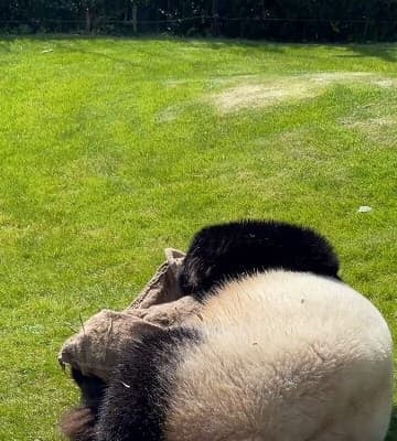 「すりすり可愛い」アドベンチャーワールドがパンダ”結浜”の楽しそうな動画を公開！