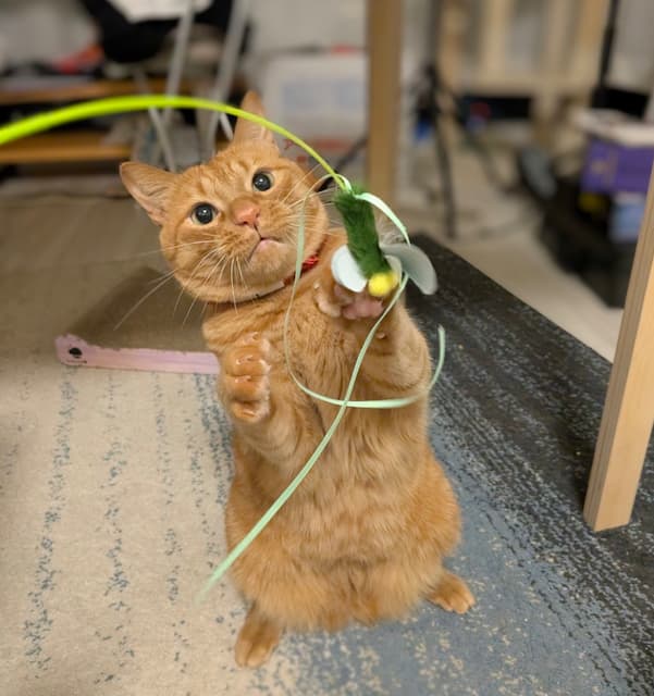 「めっちゃ遊んで欲しそうだったのに」松丸亮吾が愛猫とのワンシーンをシェア