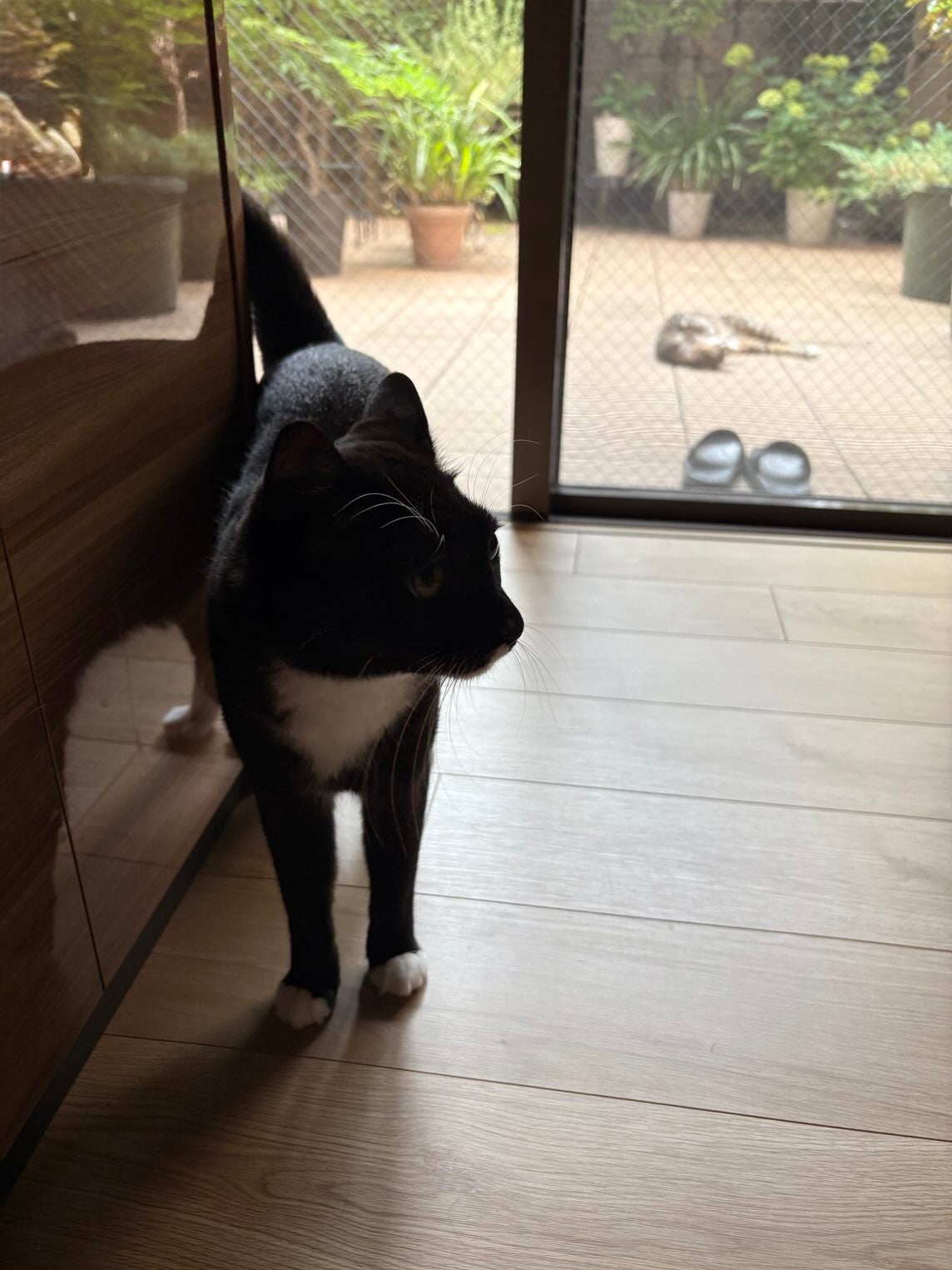 藤あや子が愛猫の愛らしい興味津々姿を公開！視線の先に落ちているものは？