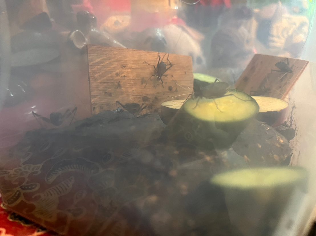 デヴィ夫人が蛍と鈴虫に魅せられる🌙「とても愛おしいです」