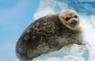 日向ぼっこ中のアザラシが可愛すぎる！乾いてフワフワに…？