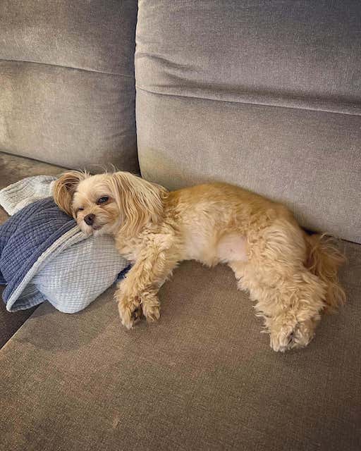 インフル明けの桐谷美玲が愛犬の可愛いらしいショットを公開🐶