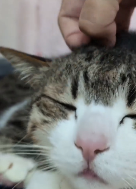 「「たまらんにゃぁ～」な、お顔」が話題に！Suzume Catの最新ネコ動画が可愛すぎる！