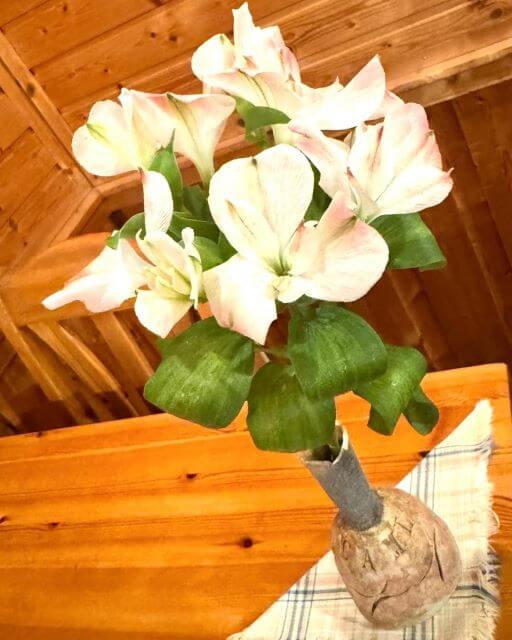 夏木マリ、静かな花に想いを重ねて。“今日は大事な日”に選んだ特別なひととき