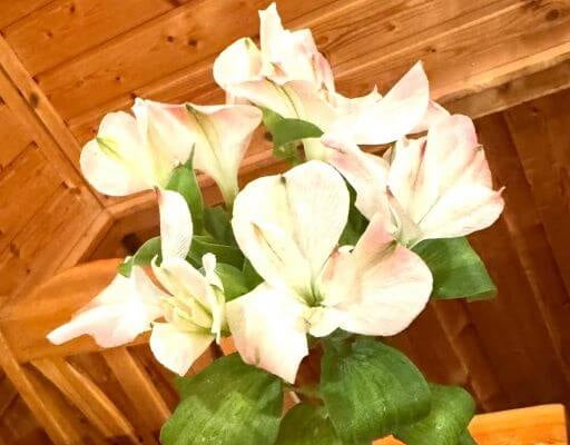 夏木マリ、静かな花に想いを重ねて。“今日は大事な日”に選んだ特別なひととき