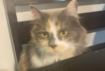 杉田かおる、美猫「カドウ」を紹介！「目力が強い猫ちゃんだこと」