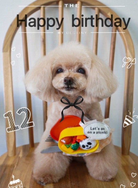 温かな家族の輪！元NMB48・山本彩が愛犬12歳の誕生日を祝うハートフル投稿