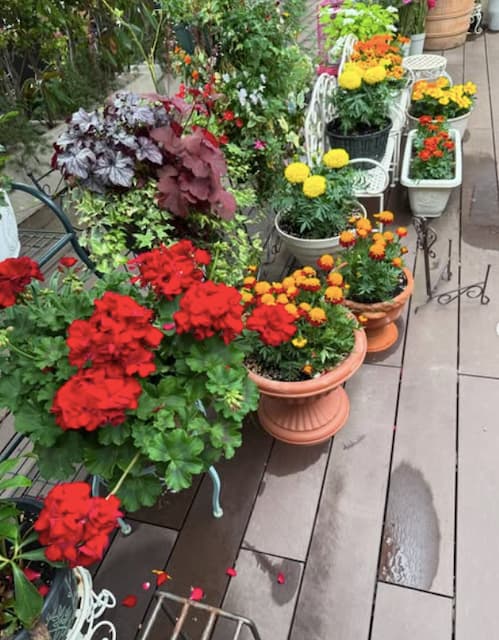 小川菜摘がマリーゴールドの植替完了を報告！綺麗な花々を披露！
