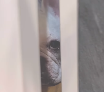 「また見つめられてる…！」松島聡、愛犬ビスケットの可愛すぎる視線に親バカ発動