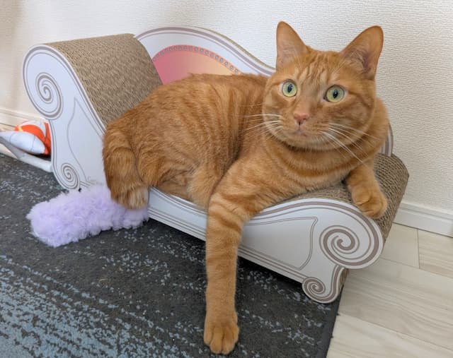 「ちょっとセクシー」松丸亮吾が愛猫の様子をSNSにシェア