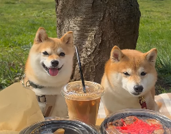 「にこがションボリ顔!?」豆柴にこちゃん＆たまちゃん、春のピクニックでほのぼのお花見