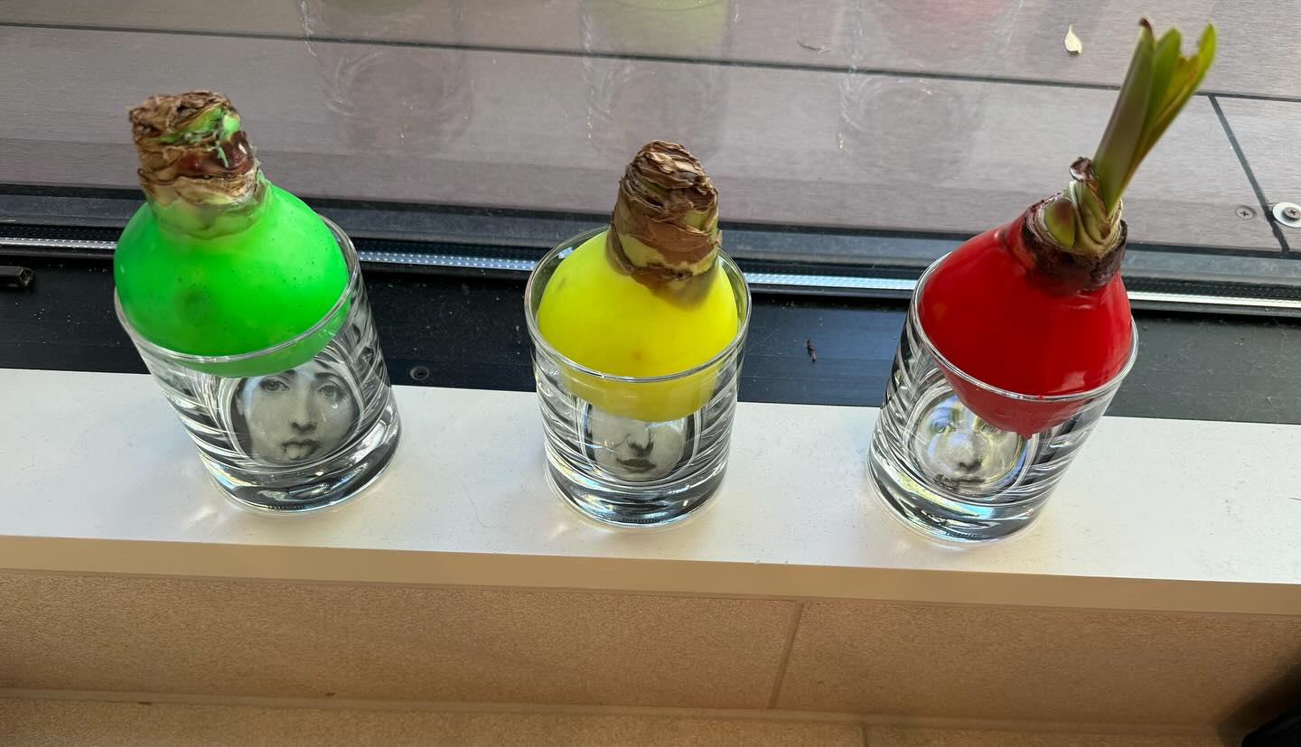 浜田雅功の妻・小川菜摘は植物に夢中!?まさかの生育方法が話題に