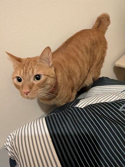 松丸亮吾 病床に現れた