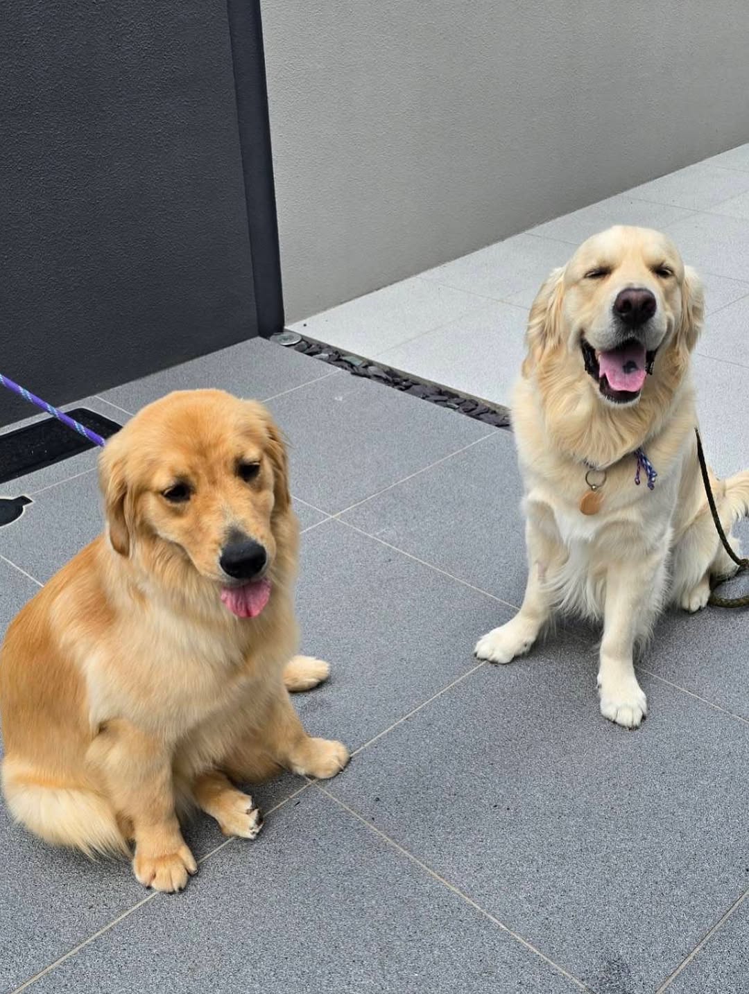 舞台・ハリポタ出演女優、10ヶ月を迎えた愛犬に友犬ができる？！「すっかり仲良し」